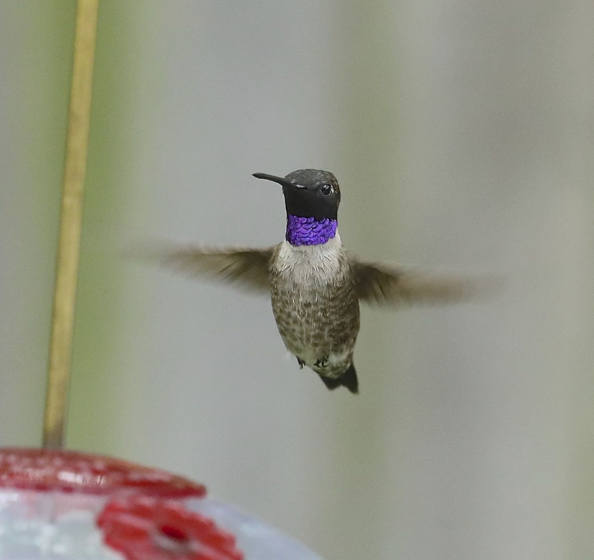 Black-chinned Hummingbird - ML55906101