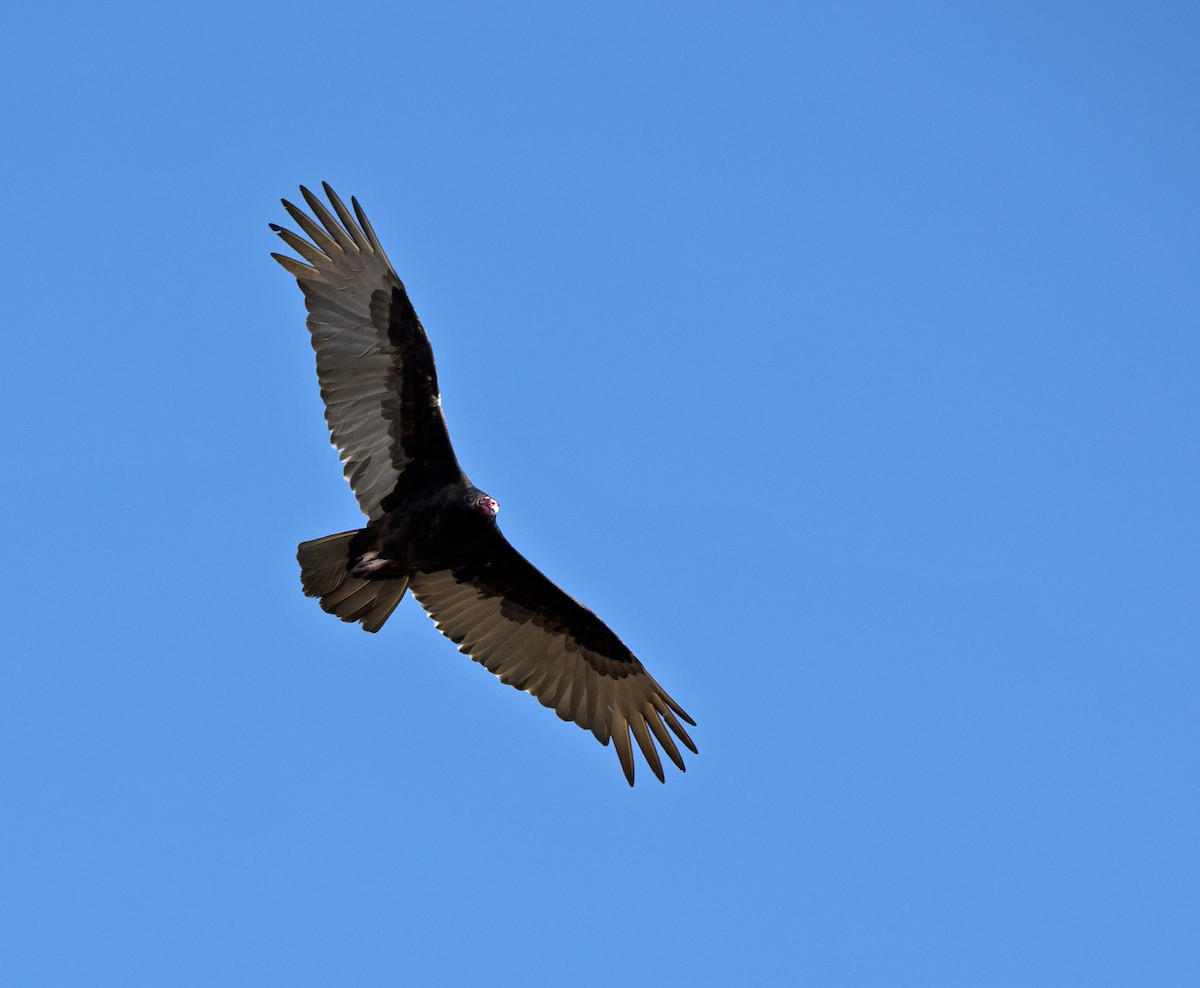 Turkey Vulture - ML559065441