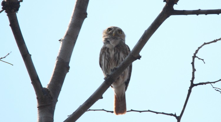 Ferruginous Pygmy-Owl - ML55907891