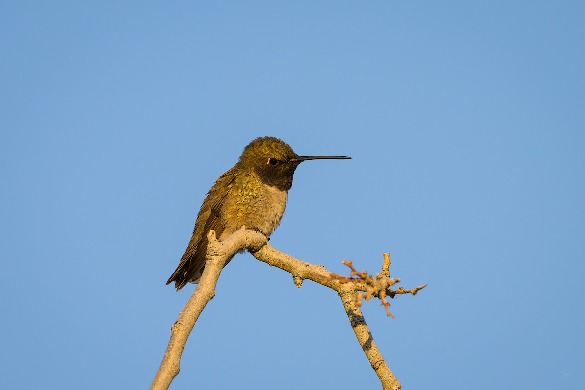 Black-chinned Hummingbird - Daniel Grossi