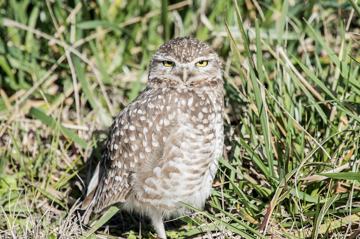 Burrowing Owl - ML559082791