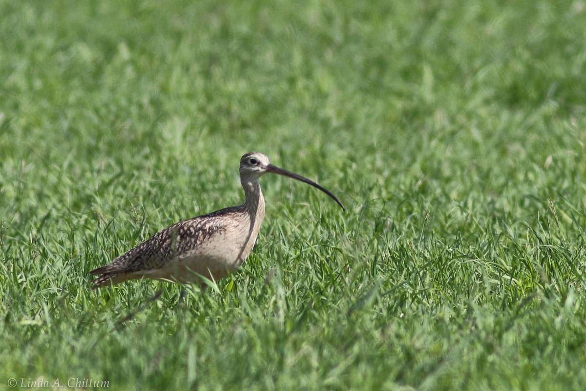 Long-billed Curlew - ML55908371