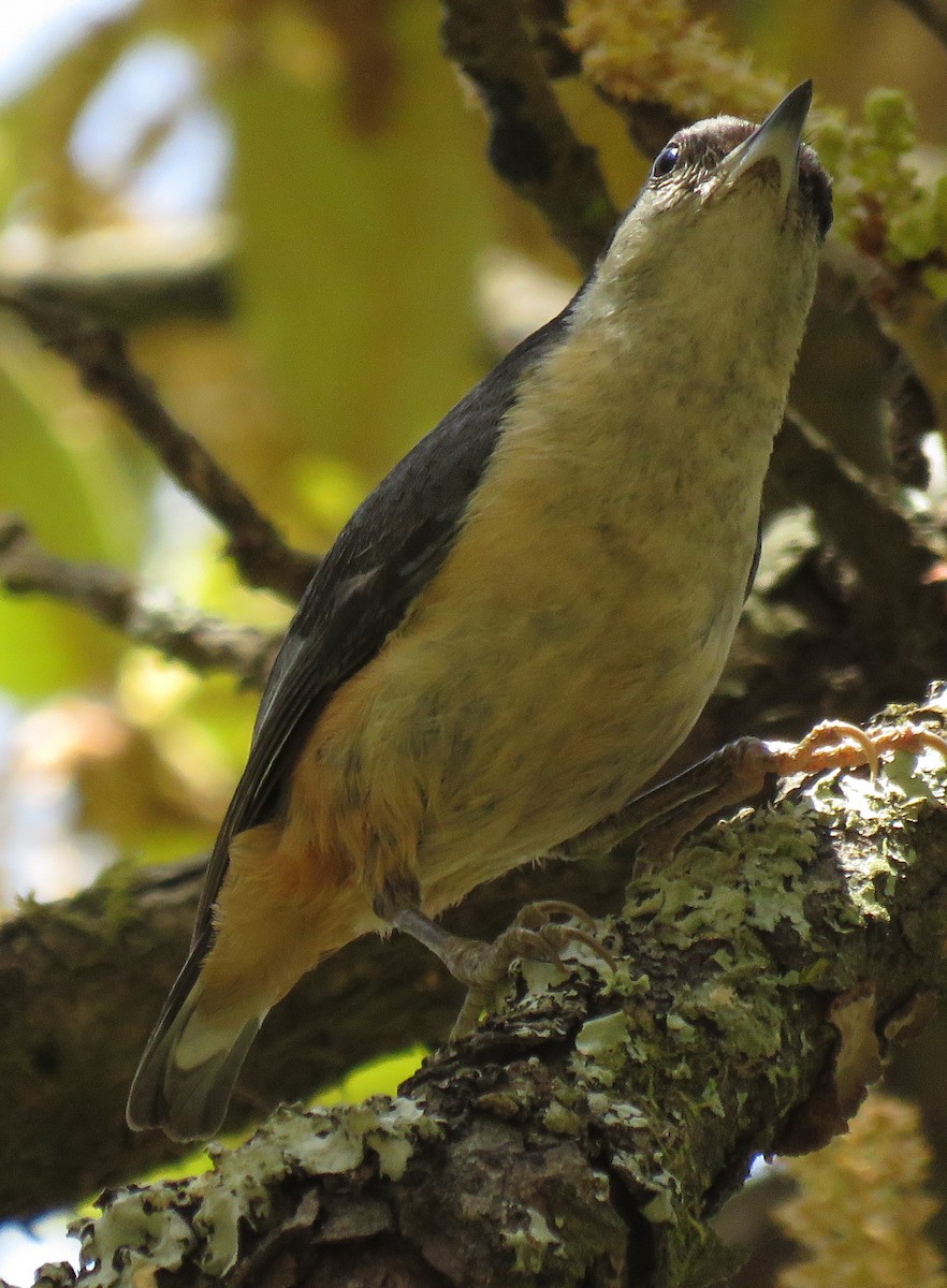 White-tailed Nuthatch - ML55908761