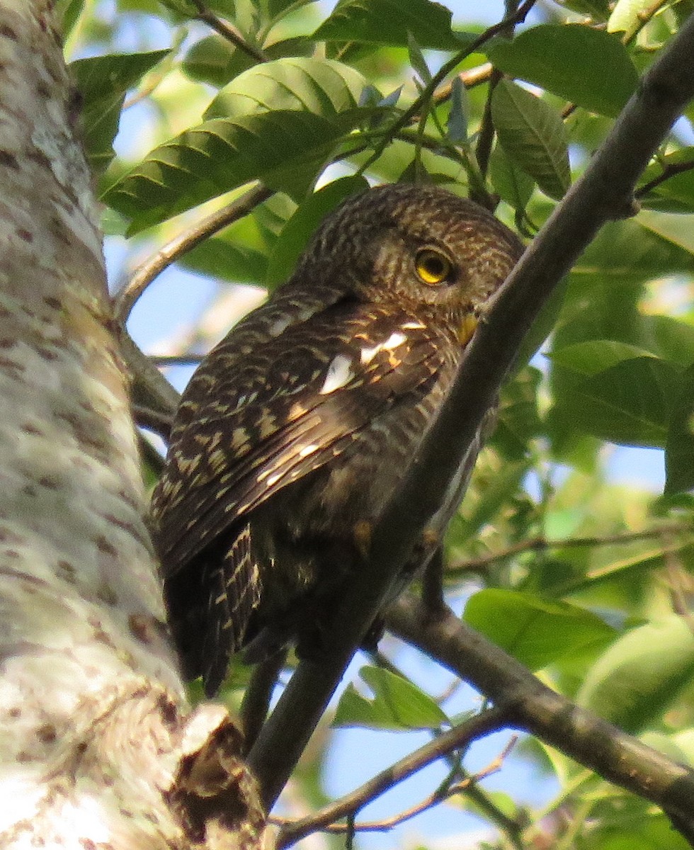 Asian Barred Owlet - Rich Hoyer