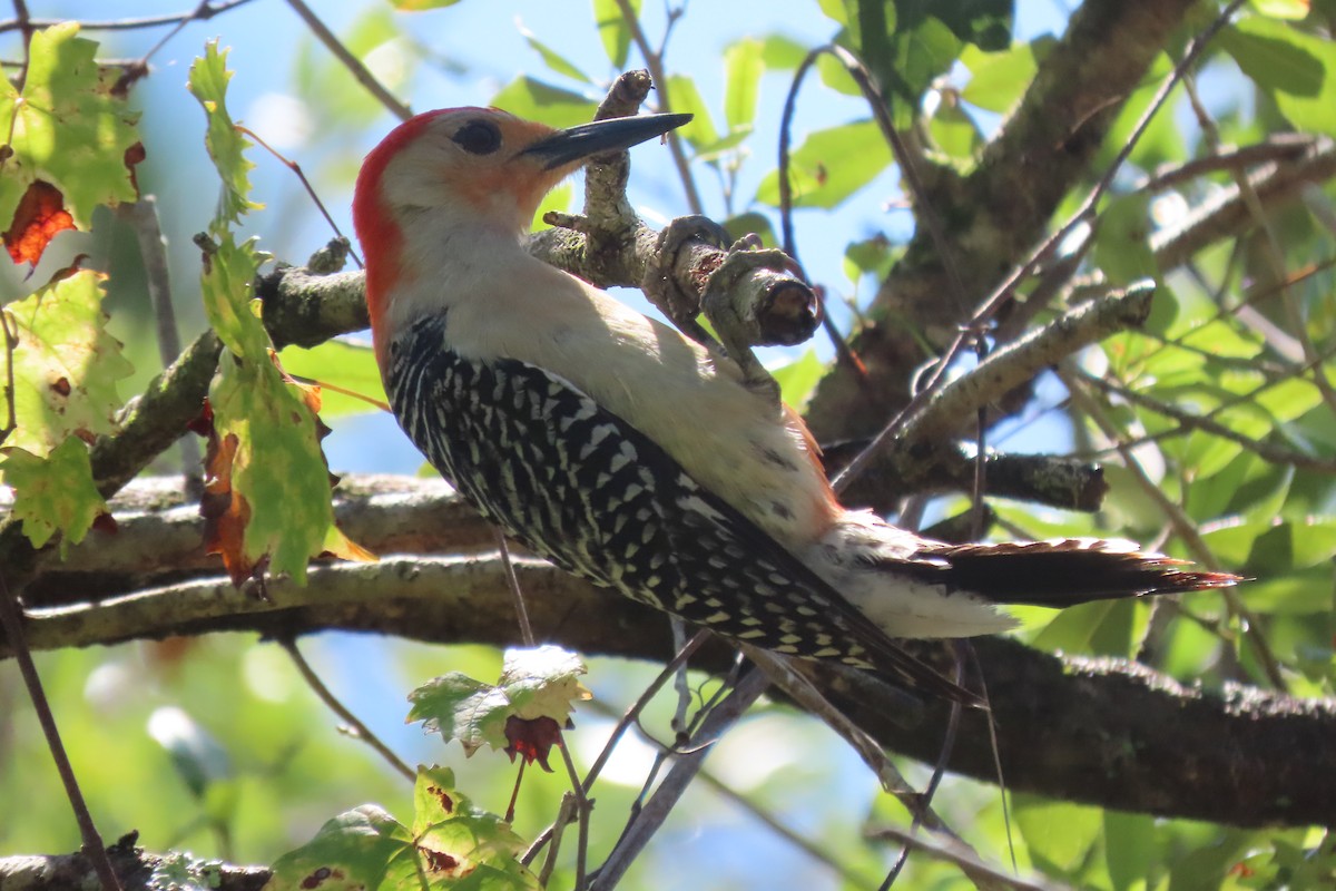 Red-bellied Woodpecker - Tom Obrock