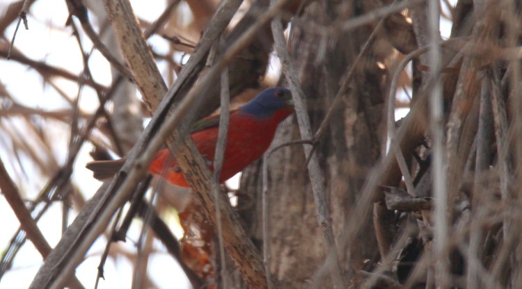 Painted Bunting - ML55909071