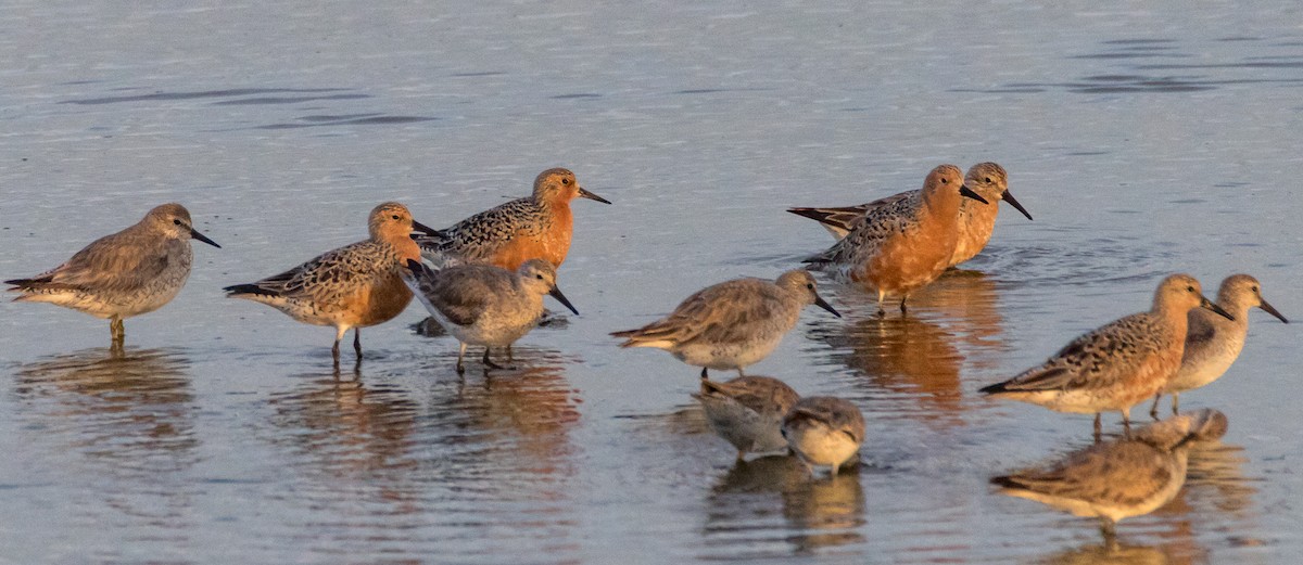 Red Knot - ML55909351