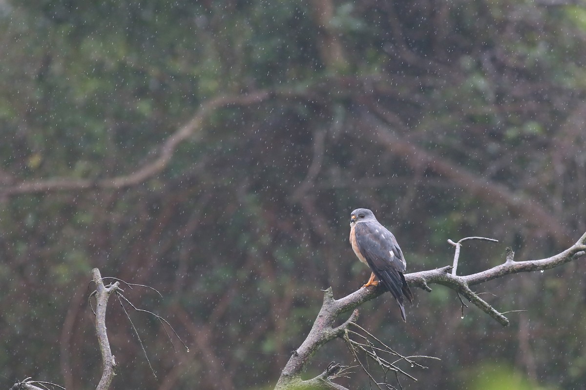Chinese Sparrowhawk - ML55910501