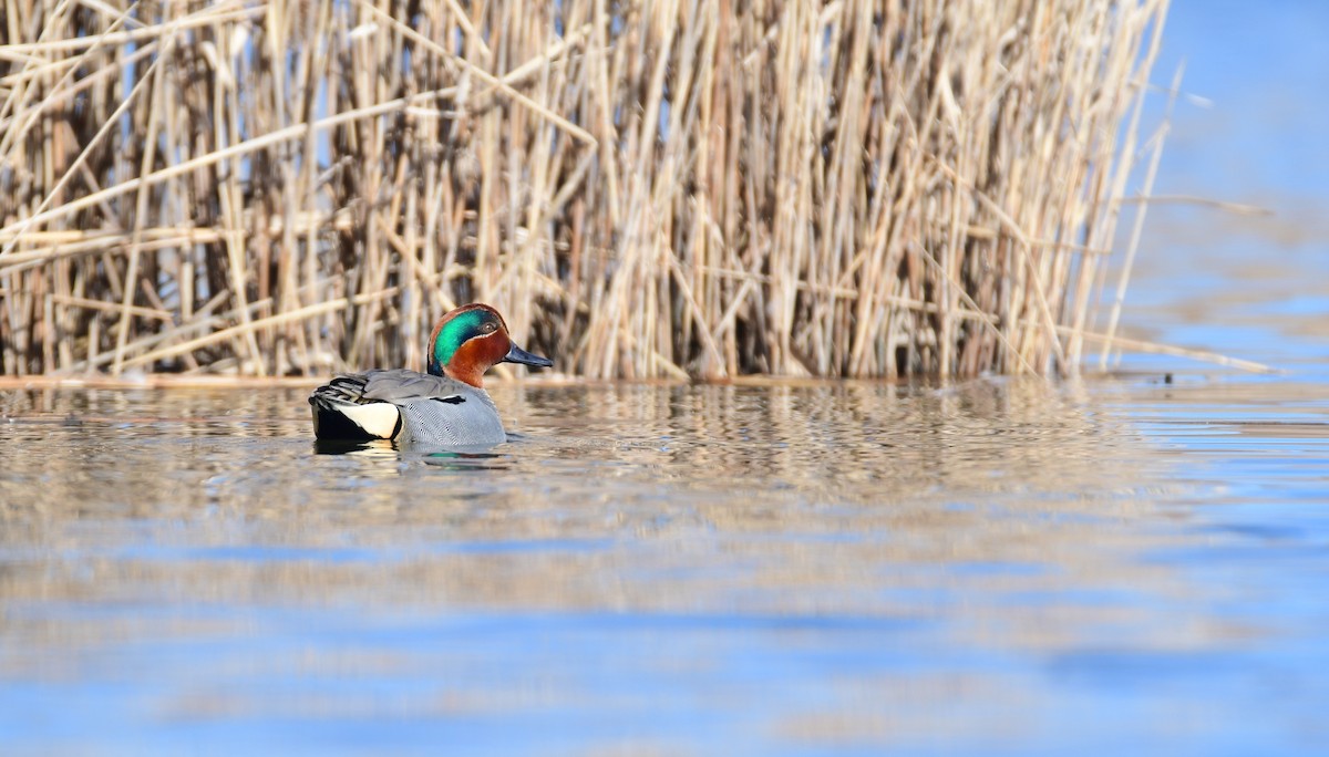 Green-winged Teal - ML559106131