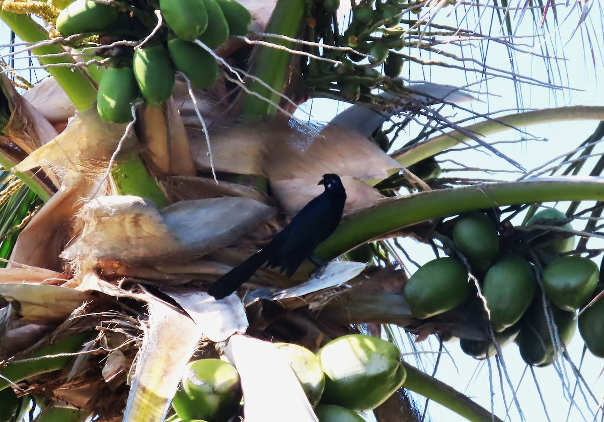 Great-tailed Grackle - ML559106791
