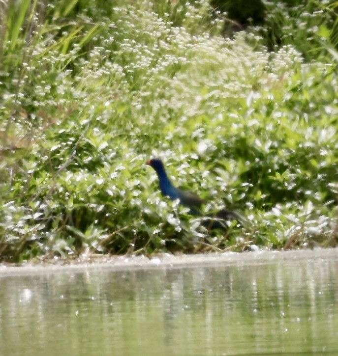 North Carolina Bird Atlas Checklist Apr Oriental Water Treatment Species