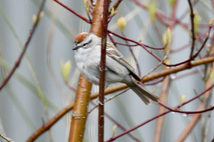 Chipping Sparrow - ML559116141
