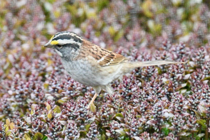 White-throated Sparrow - ML559116331