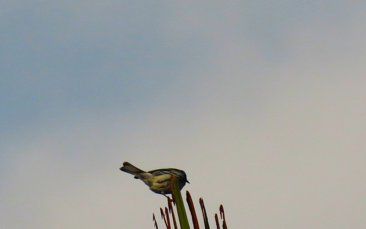Yellow-throated Warbler - ML559117091