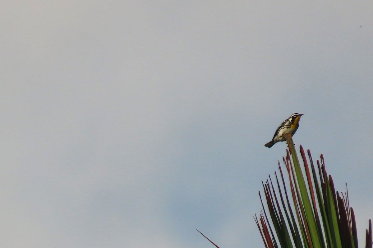 Yellow-throated Warbler - ML559117101