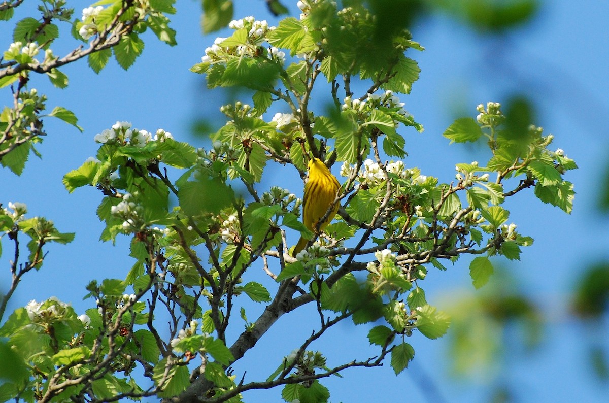 Yellow Warbler - Brian Hicks