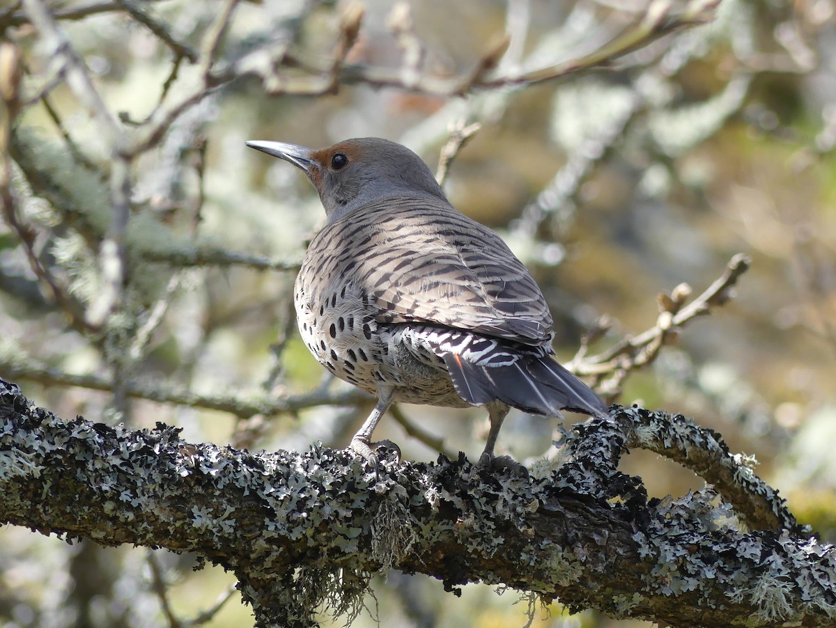 Northern Flicker (Red-shafted) - ML559120731