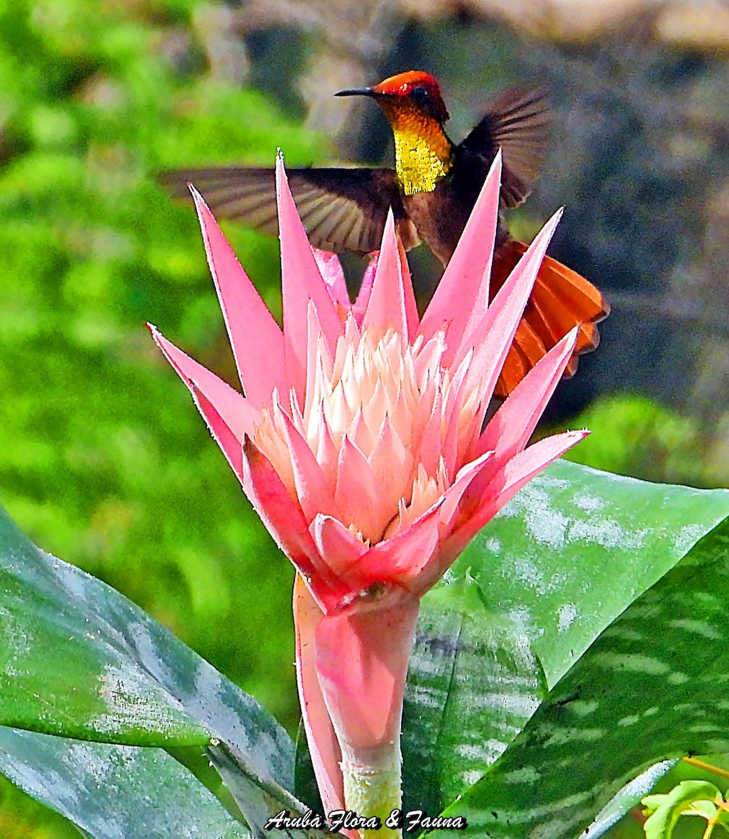 kolibřík červenohlavý - ML559123631