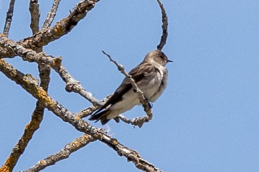 Northern Rough-winged Swallow - ML559127931