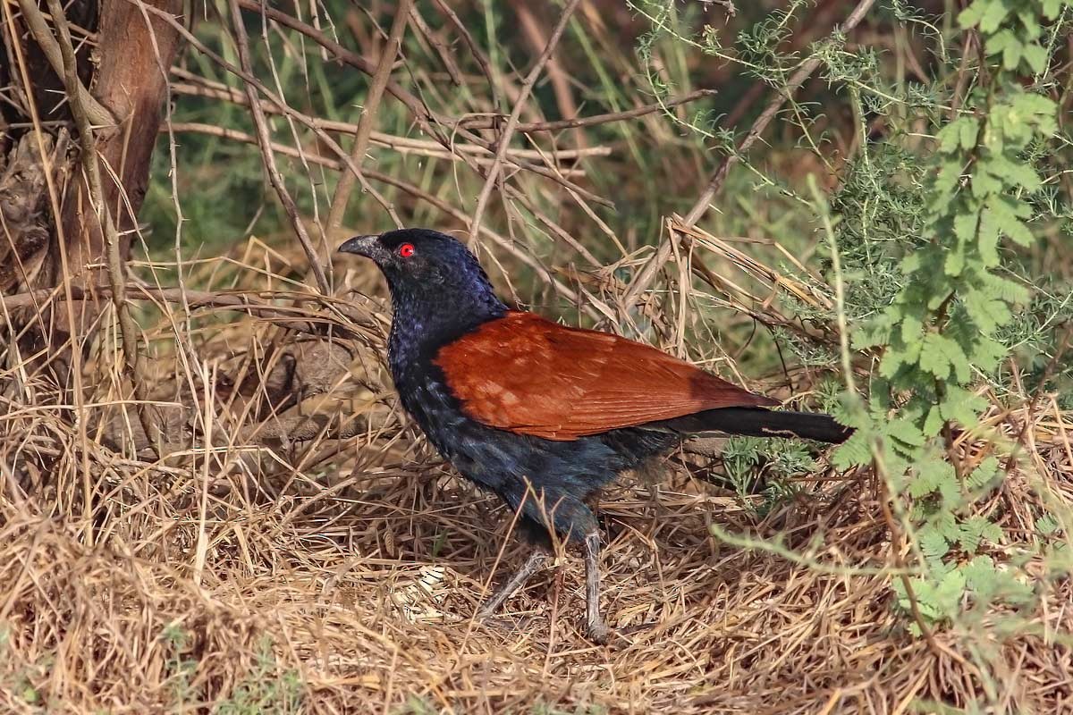 Greater Coucal - ML55912871