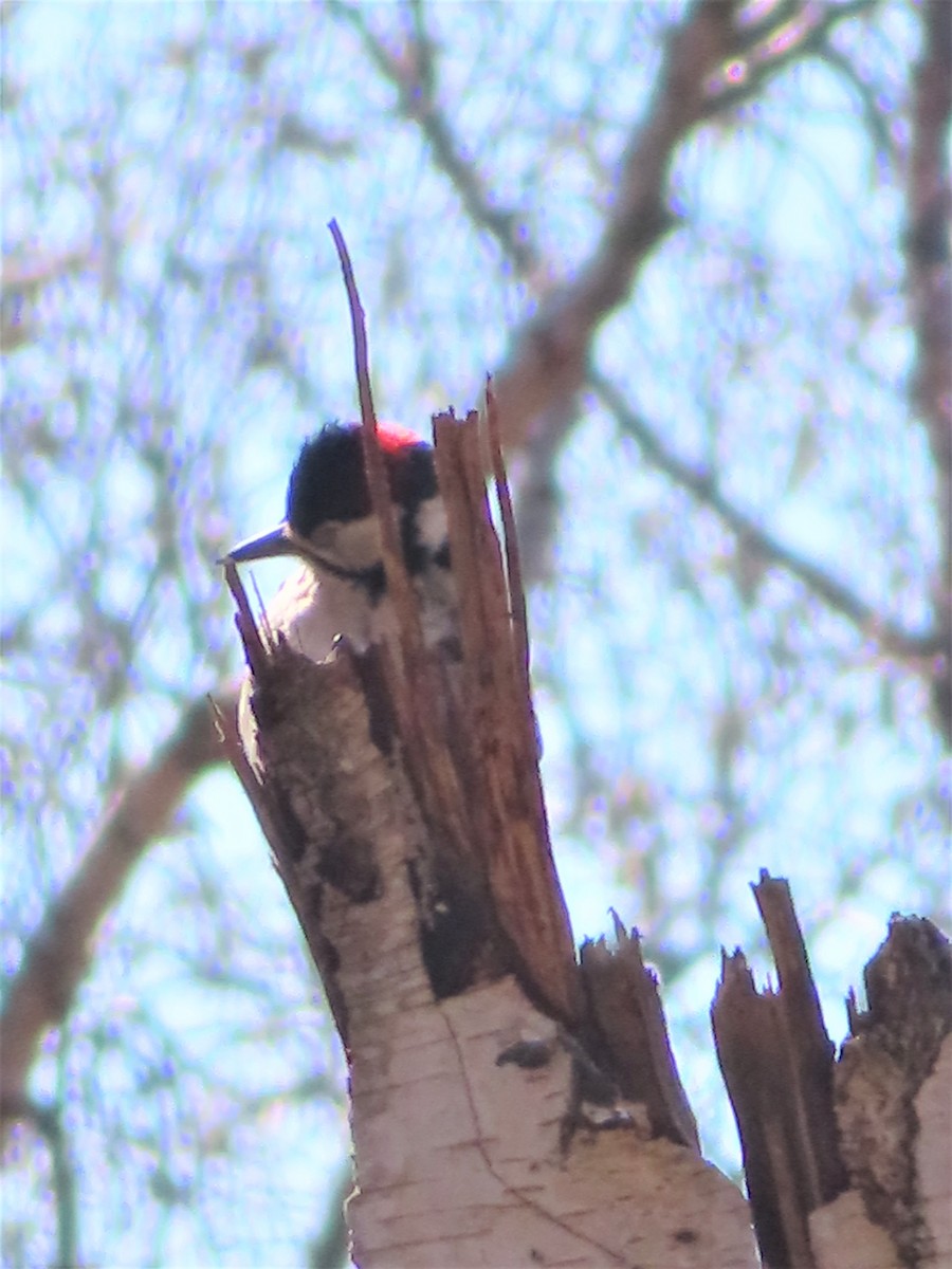 Great Spotted Woodpecker - ML559136711