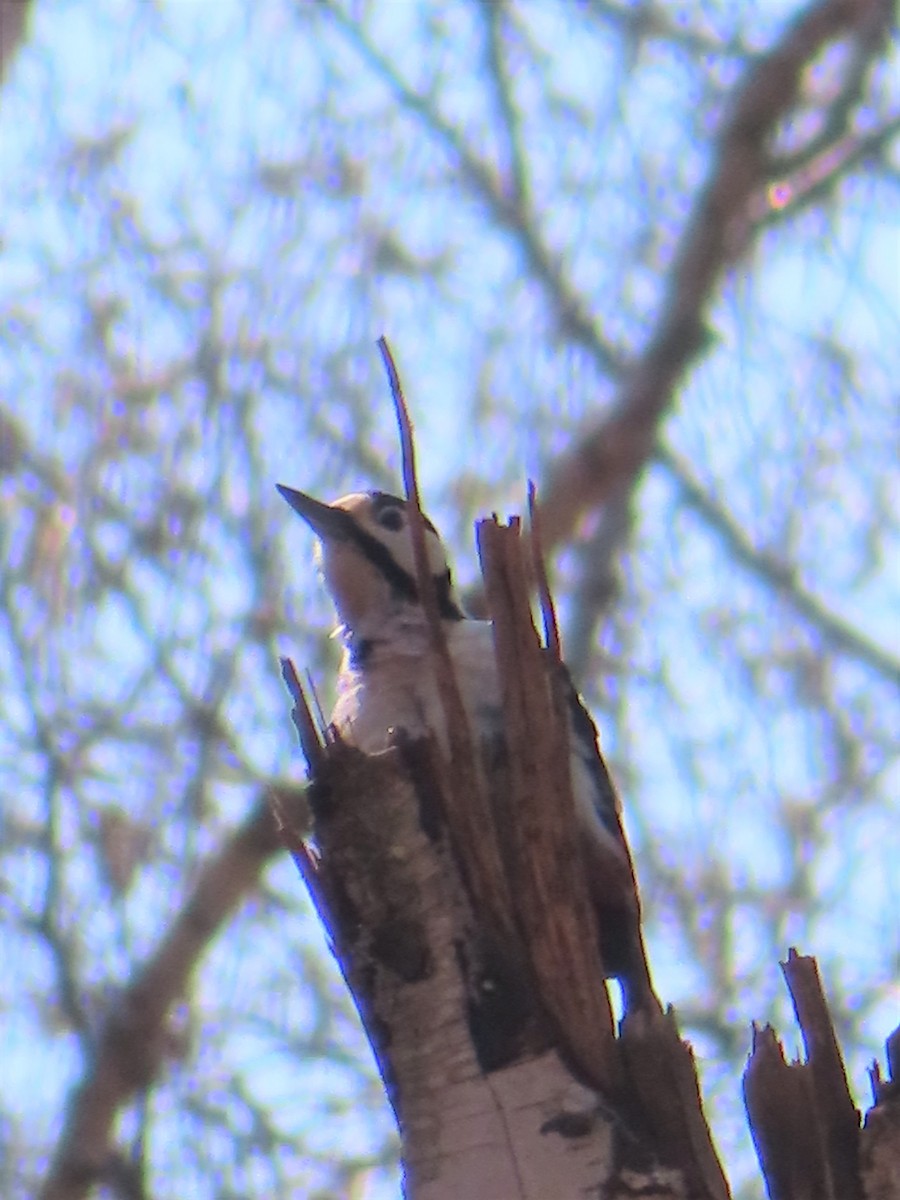 Great Spotted Woodpecker - ML559136861