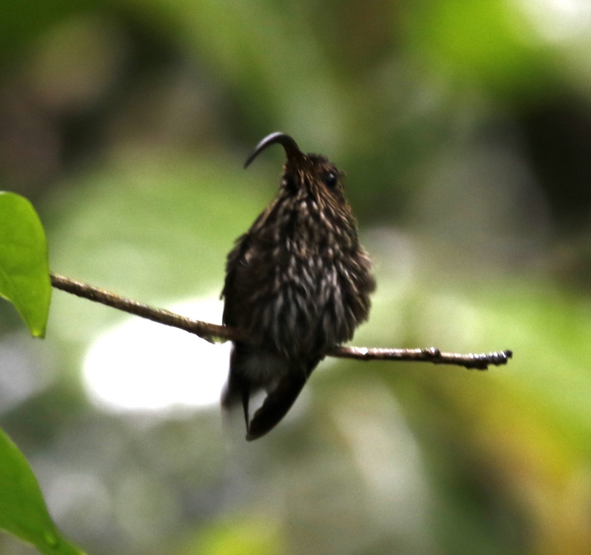 eBird Checklist 30 Mar 2023 Camino entre Canopy Lodge y Canopy