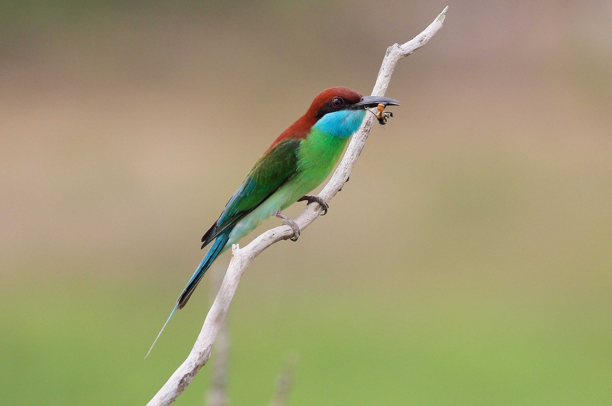 Blue-throated Bee-eater - ML55914041
