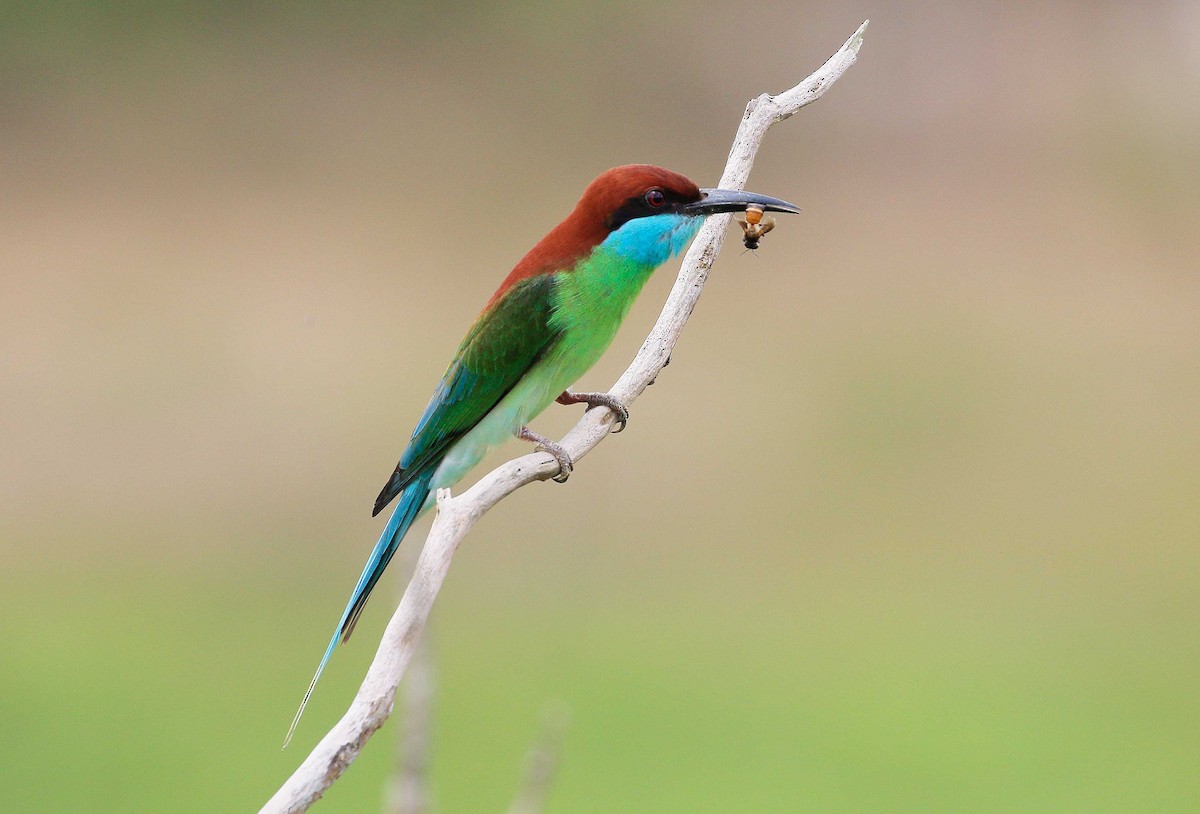 Blue-throated Bee-eater - ML55914051