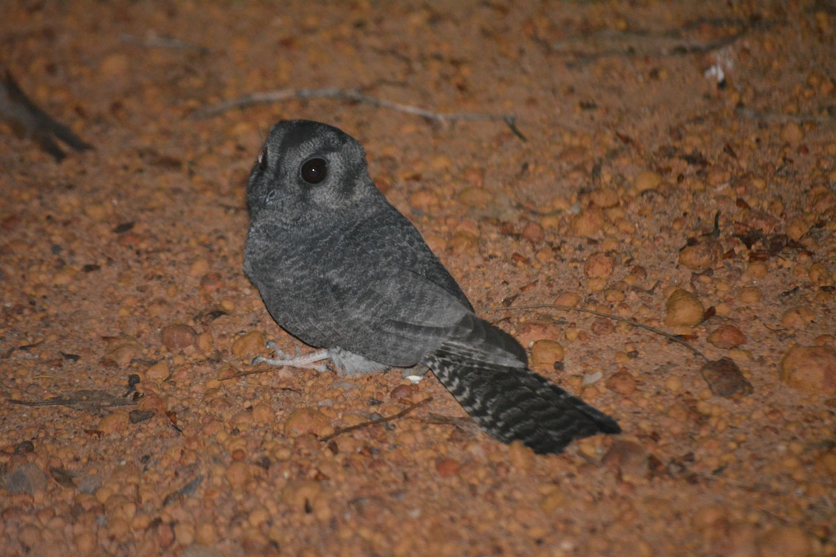 Australian Owlet-nightjar - ML55914101