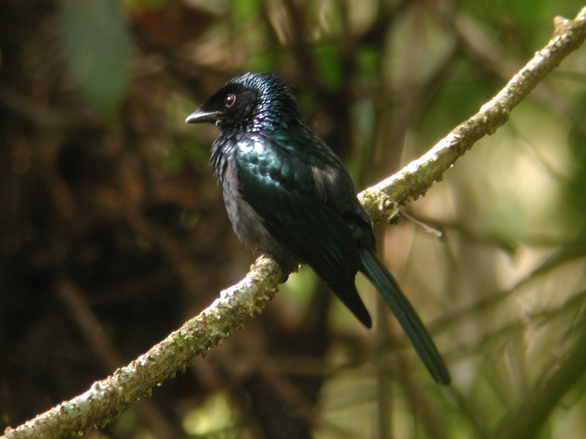 Lesser Racket-tailed Drongo - ML55914741