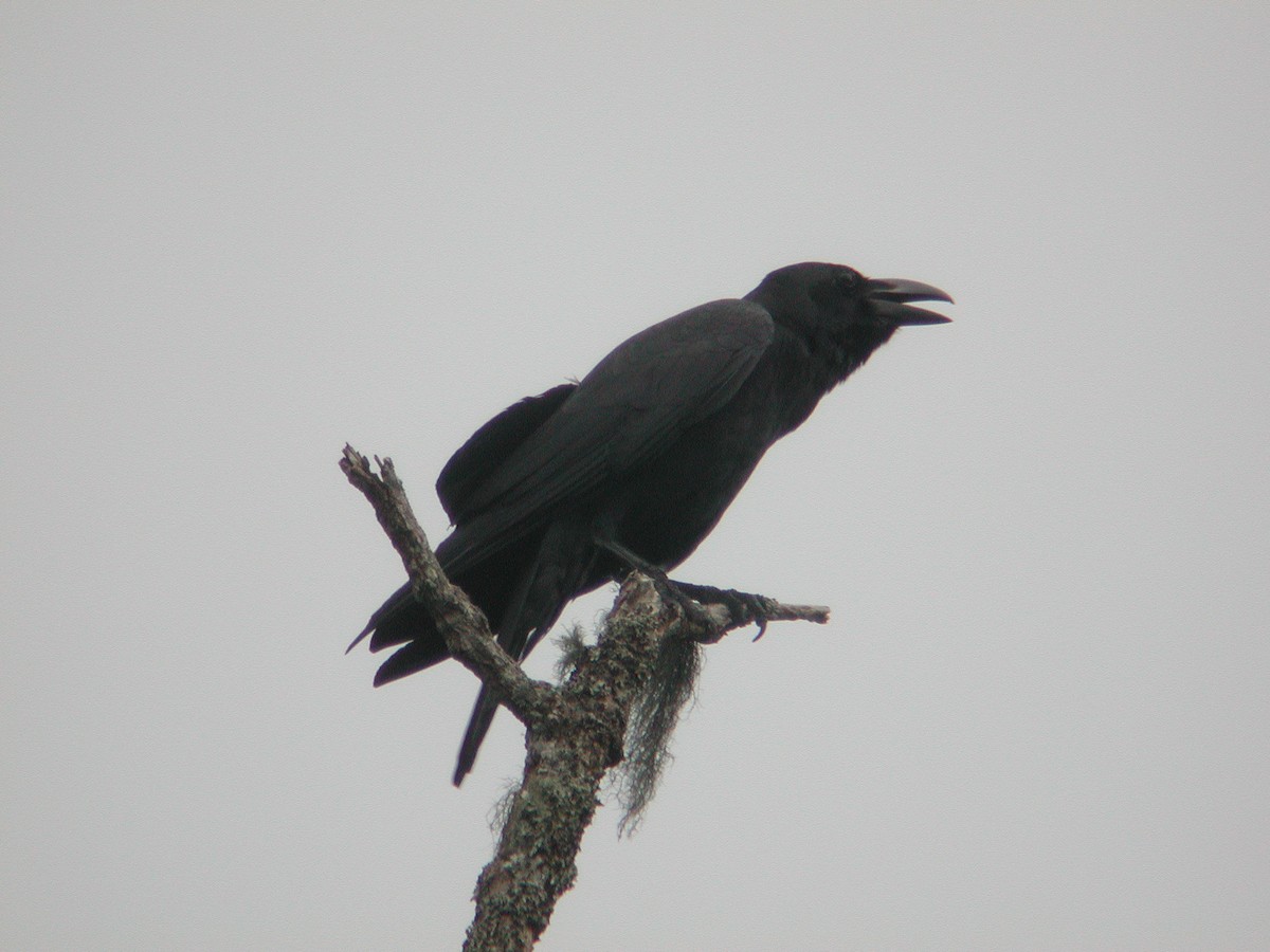 Large-billed Crow - ML55914761