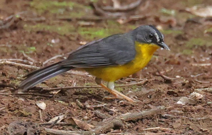 Gray-and-gold Warbler - ML559148081