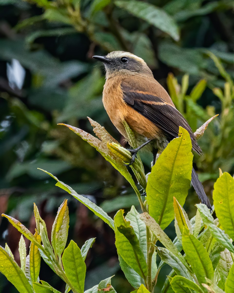 Brown-backed Chat-Tyrant - ML559155381