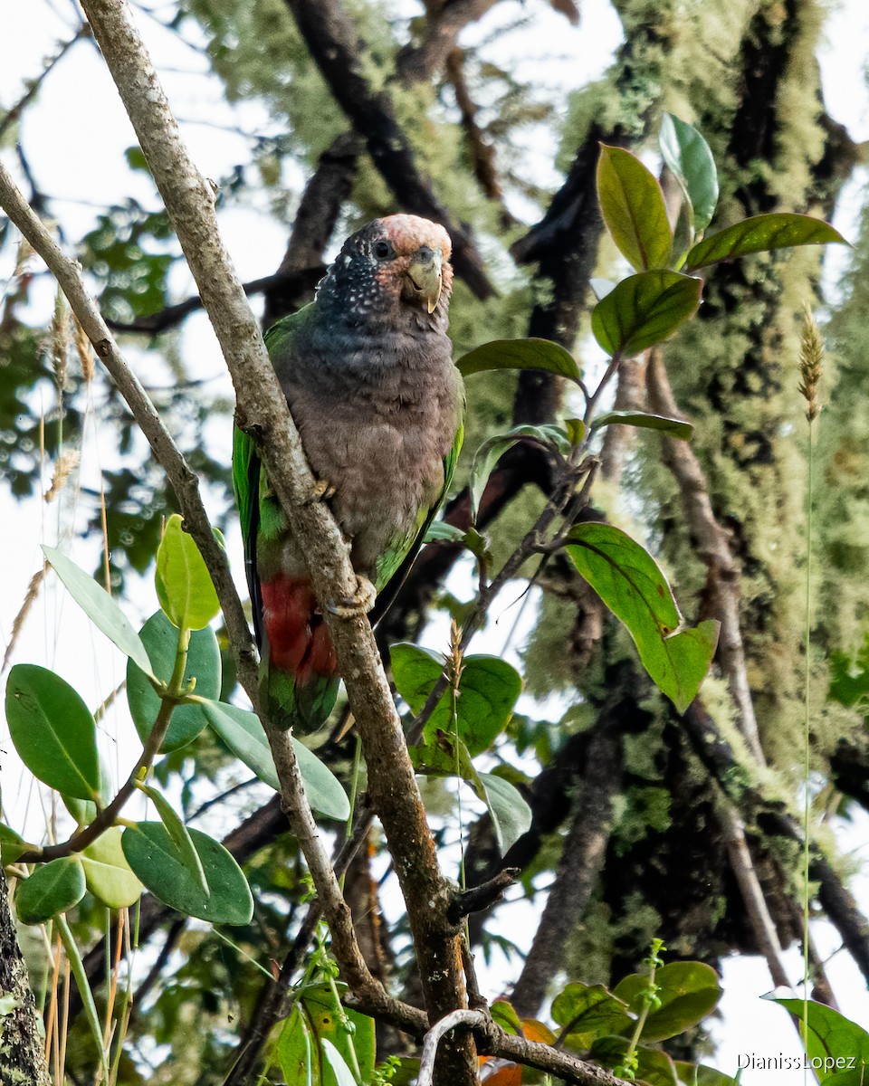 Speckle-faced Parrot (White-capped) - Diana López G