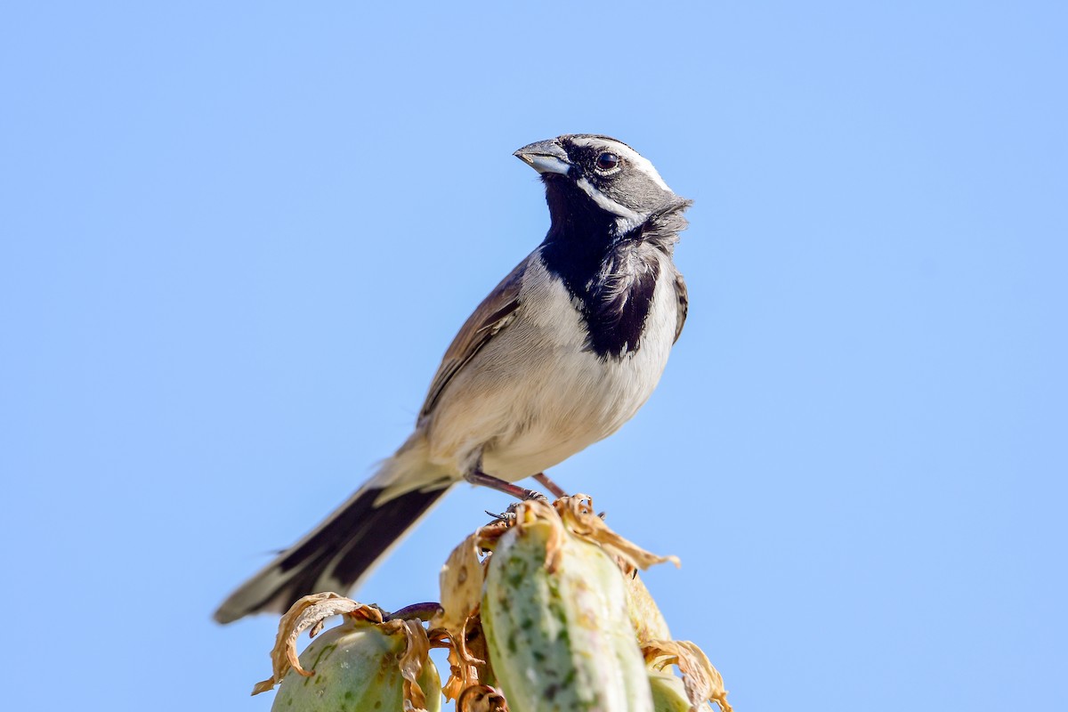 Black-throated Sparrow - ML559159281