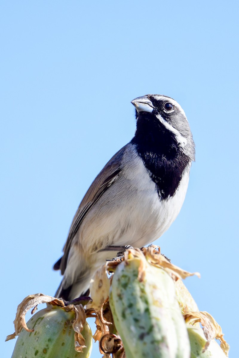 Black-throated Sparrow - ML559159301