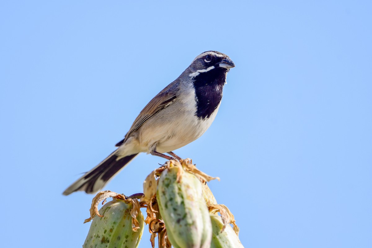Black-throated Sparrow - ML559159311