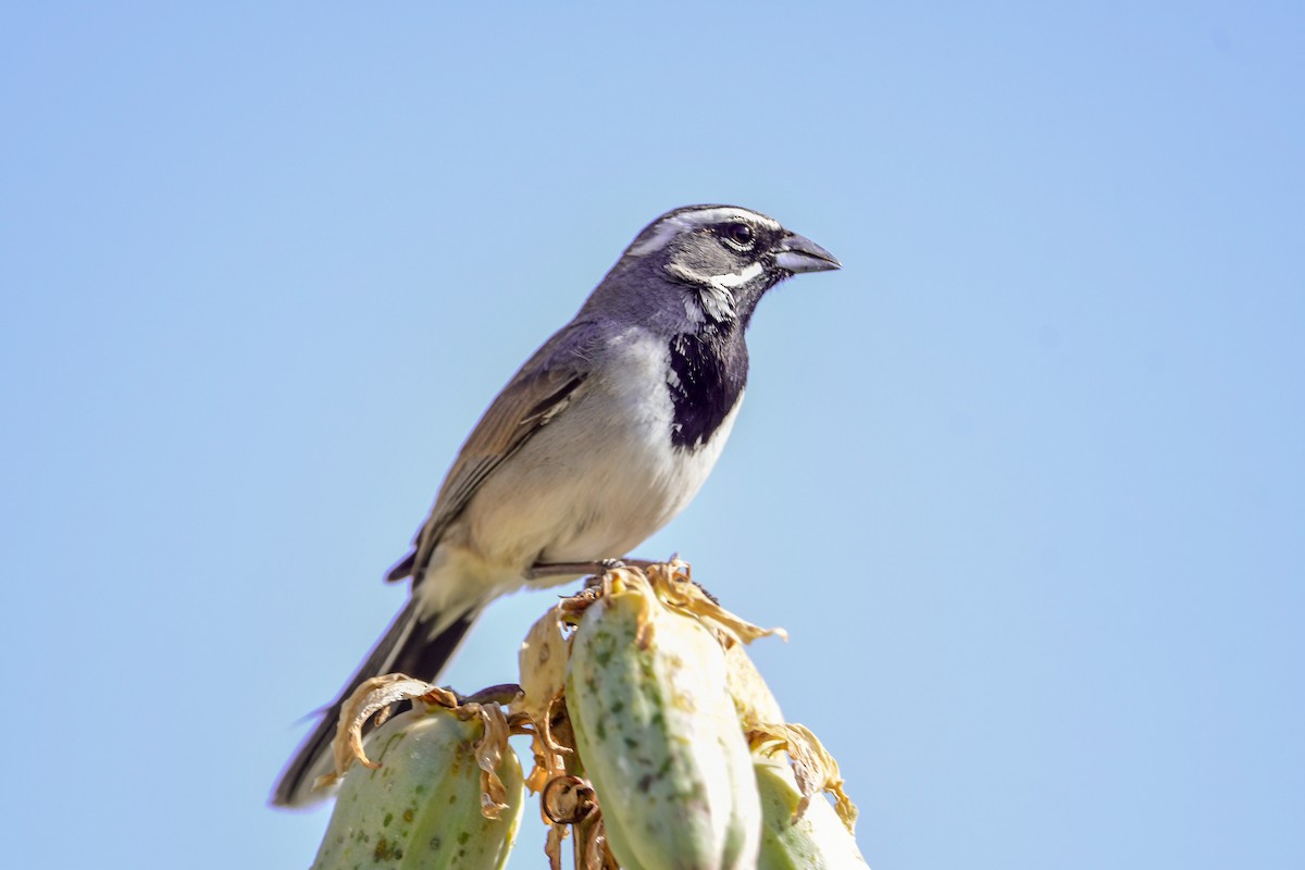Black-throated Sparrow - ML559159321