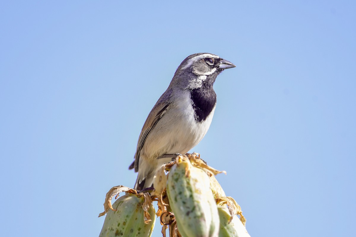 Black-throated Sparrow - ML559159331