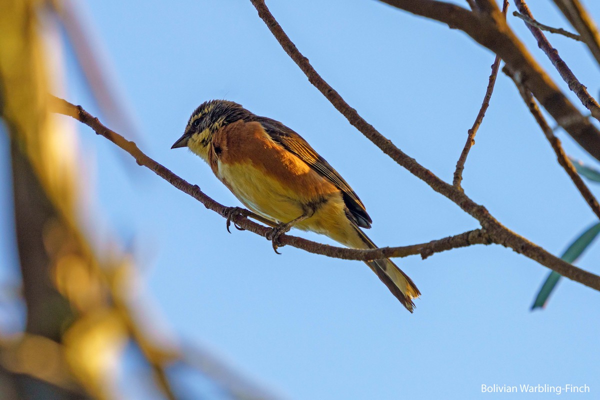 Bolivian Warbling Finch - ML559160281