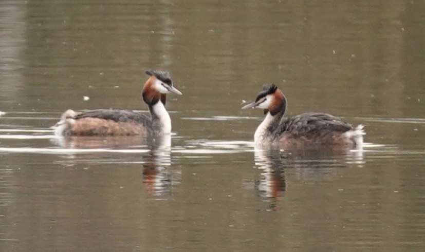 Great Crested Grebe - ML559163921