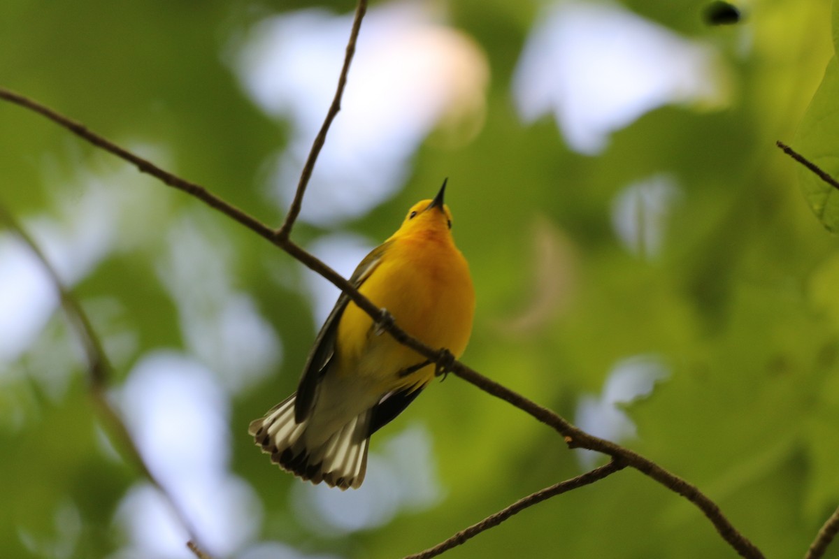 Prothonotary Warbler - ML559164681