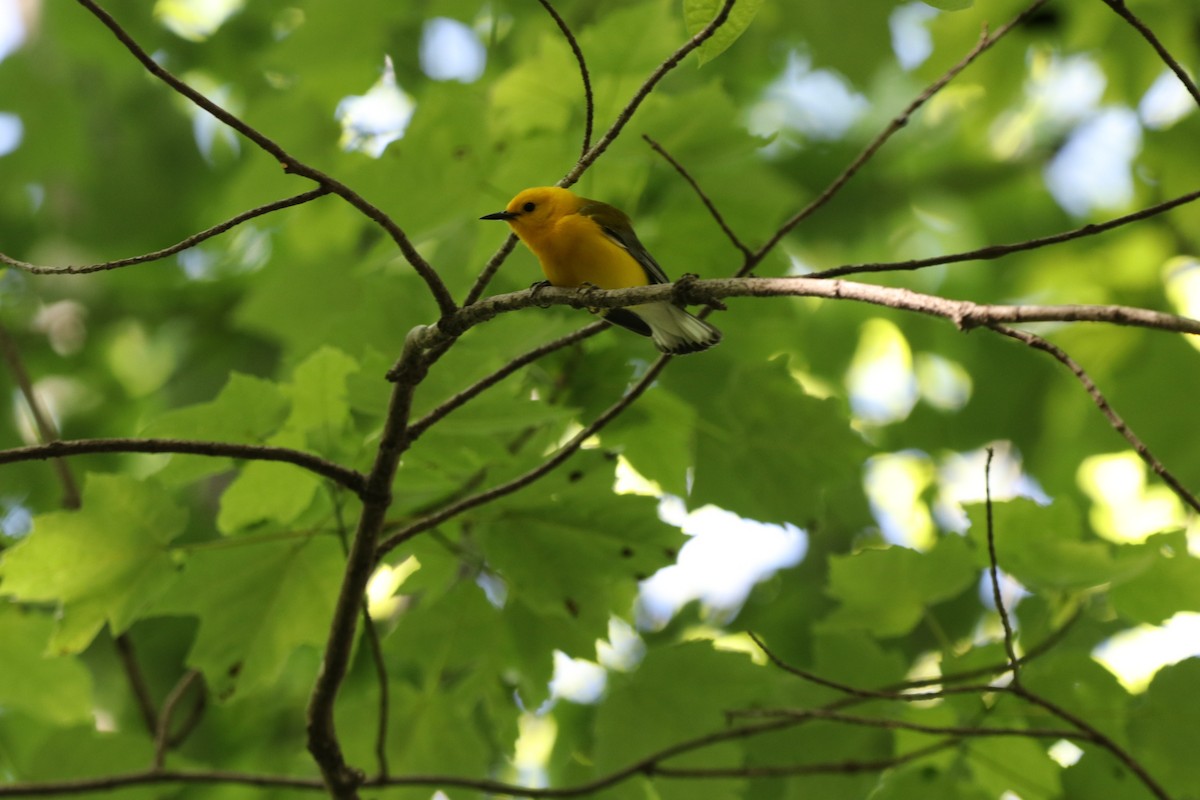 Prothonotary Warbler - ML559164691