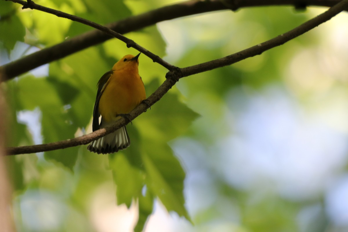 Prothonotary Warbler - ML559164701