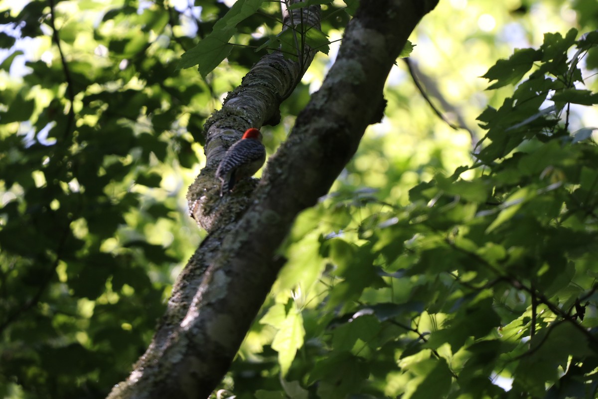 Red-bellied Woodpecker - ML559164951