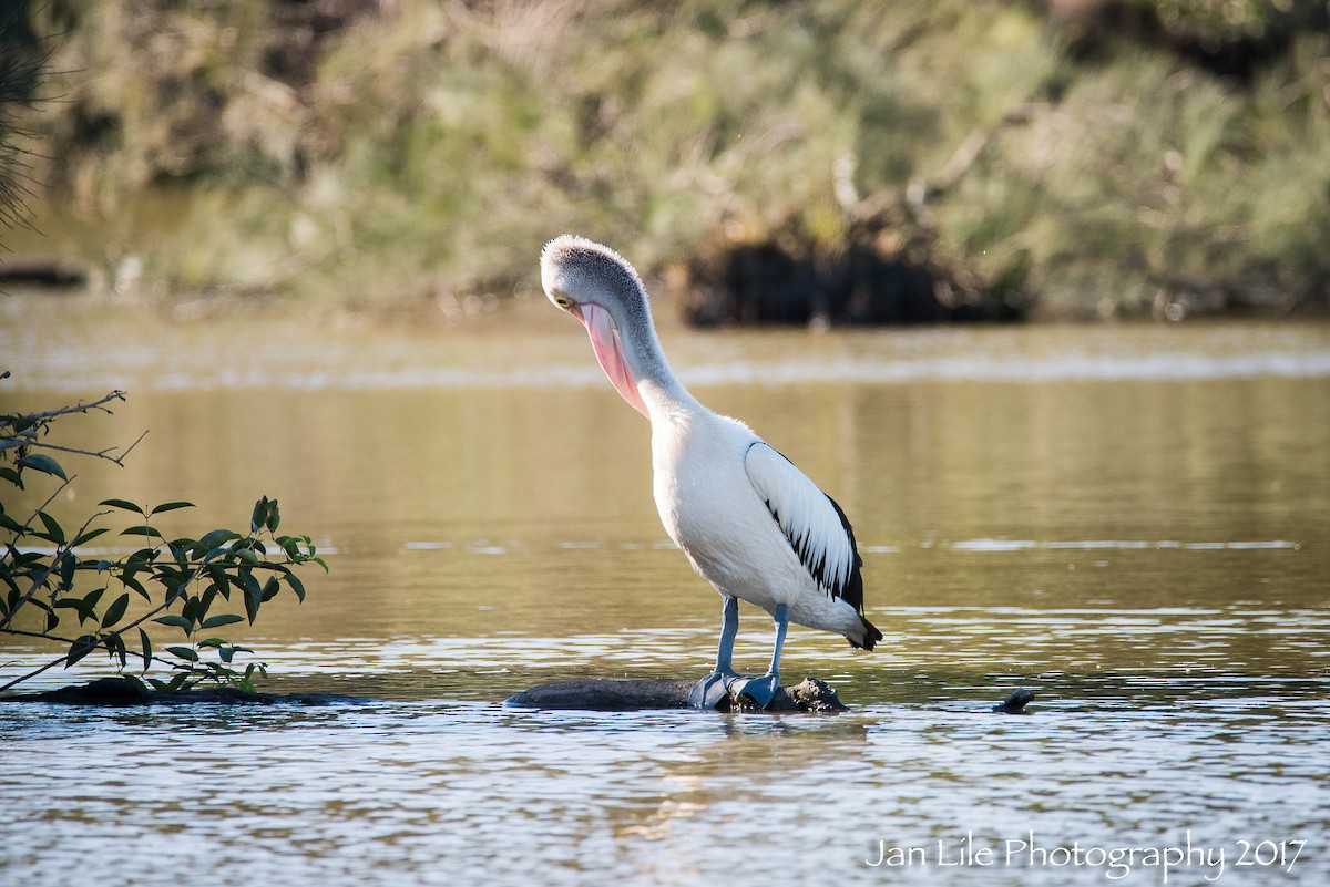 Australian Pelican - Jan Lile
