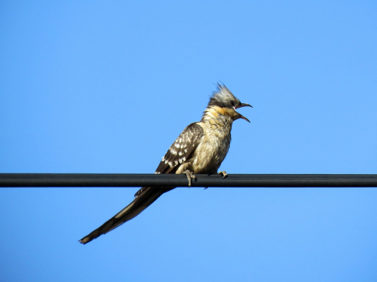 Great Spotted Cuckoo - Filipe Pereira