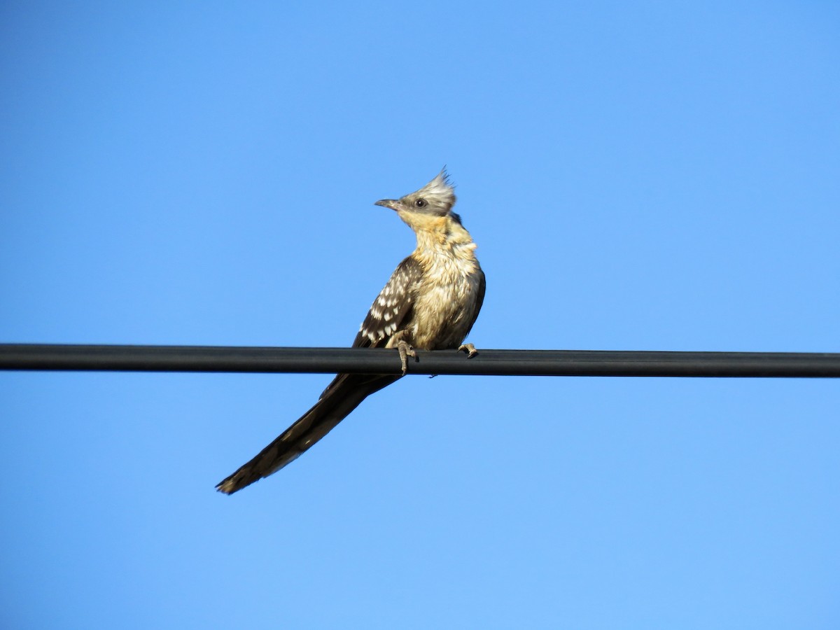 Great Spotted Cuckoo - ML559171601