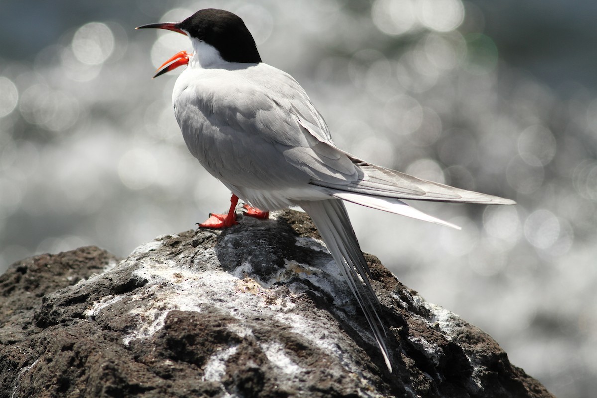 Common Tern - ML559177271
